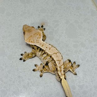 노멀 트라이 화이트스팟 드리피