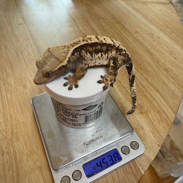 트라이