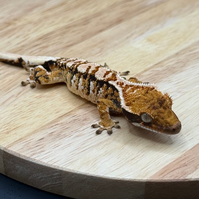 노멀 트라이 텐저린