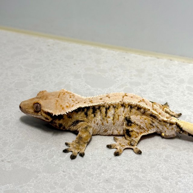 노멀 트라이 화이트스팟 드리피