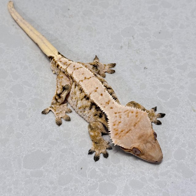 노멀 트라이 화이트스팟 드리피