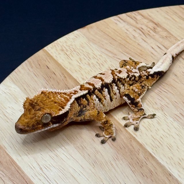 노멀 트라이 텐저린