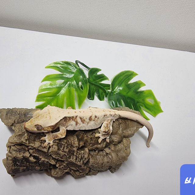릴리화이트