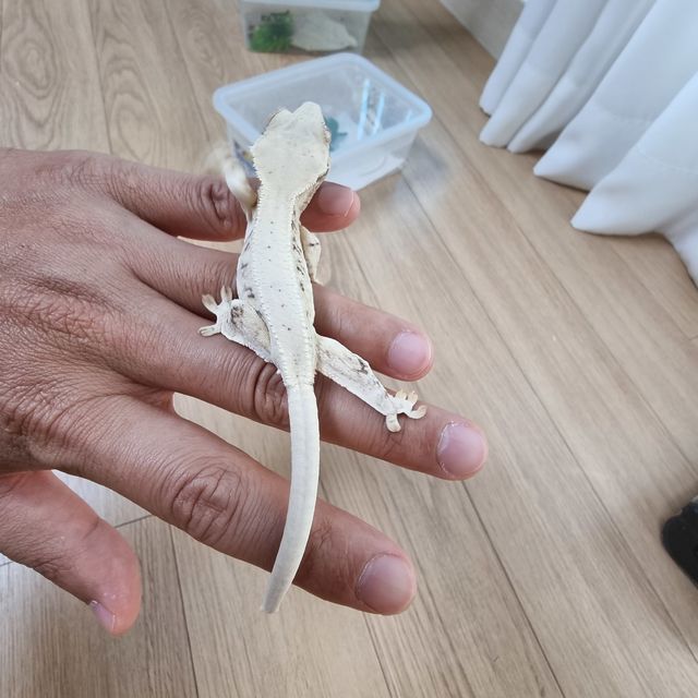 릴리화이트