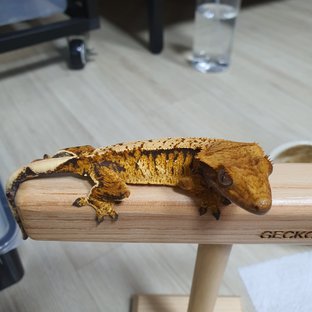 트라이