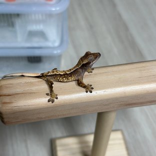 트라이