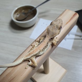 릴리화이트