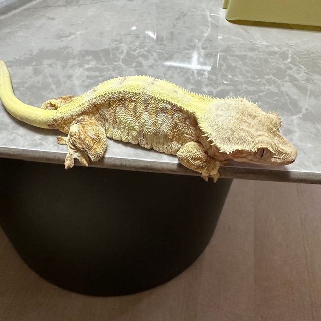 릴리화이트