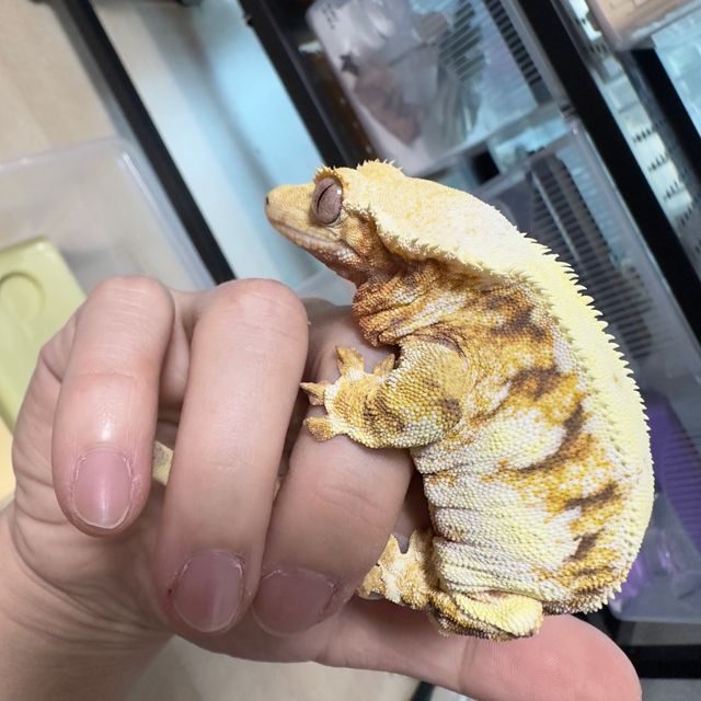 릴리화이트