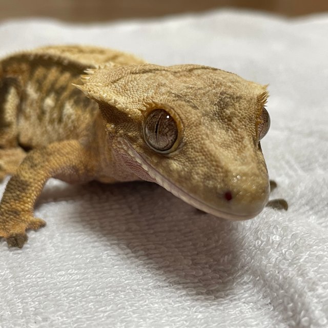 트라이 익스트림할리퀸 레드