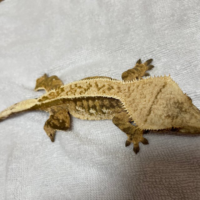 트라이 익스트림할리퀸 레드