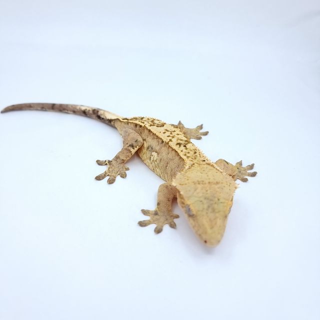 노멀