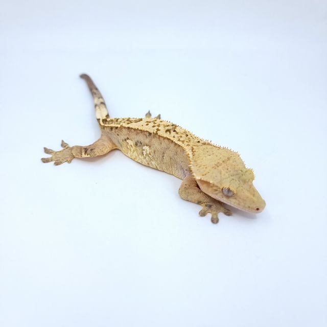 노멀