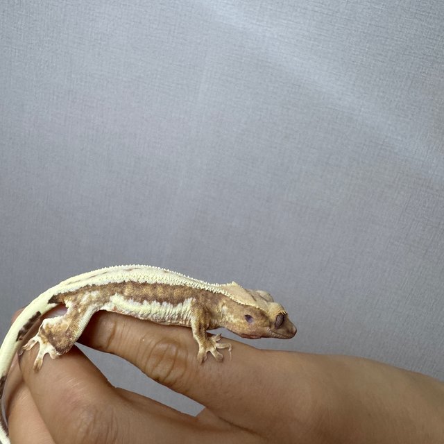 릴리화이트 레드 스트로베리