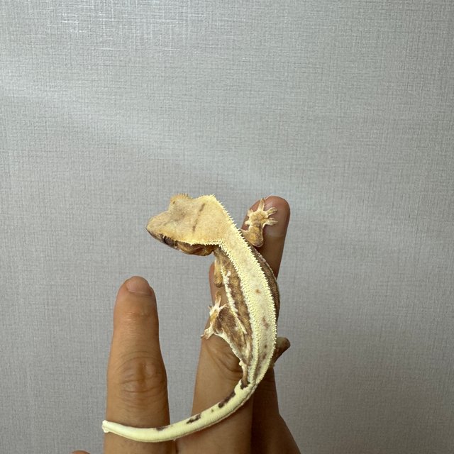 릴리화이트 레드 스트로베리