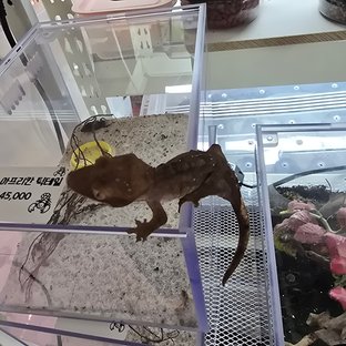 챠콜 패턴리스 팬텀