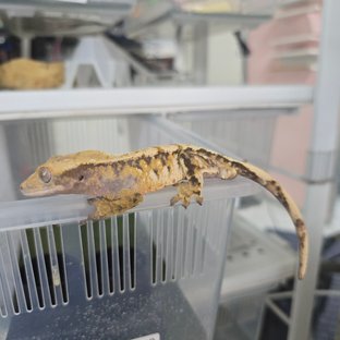 트라이 바브 텐저린 화이트스팟 익스트림할리퀸 노멀