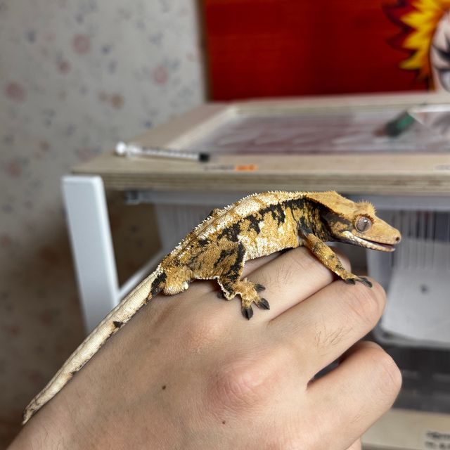 트라이
