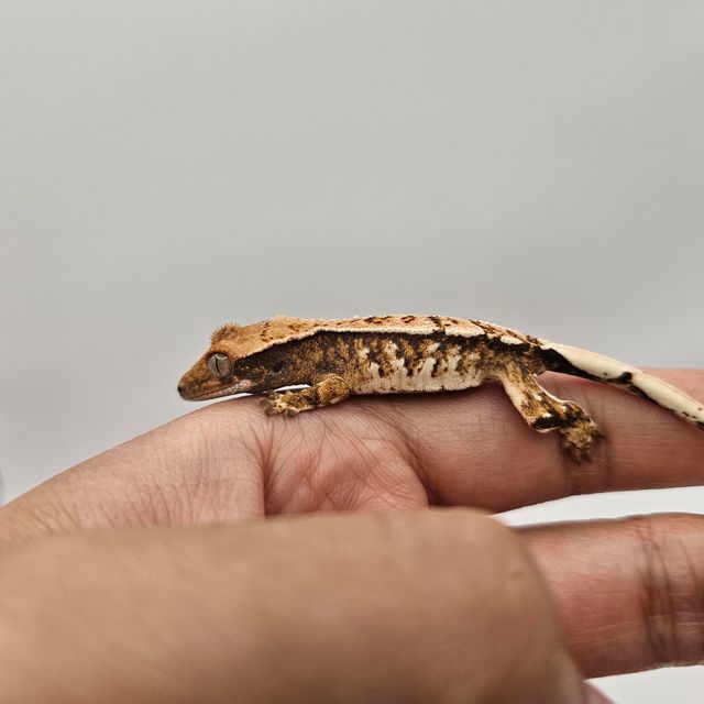 노멀 트라이 카푸치노