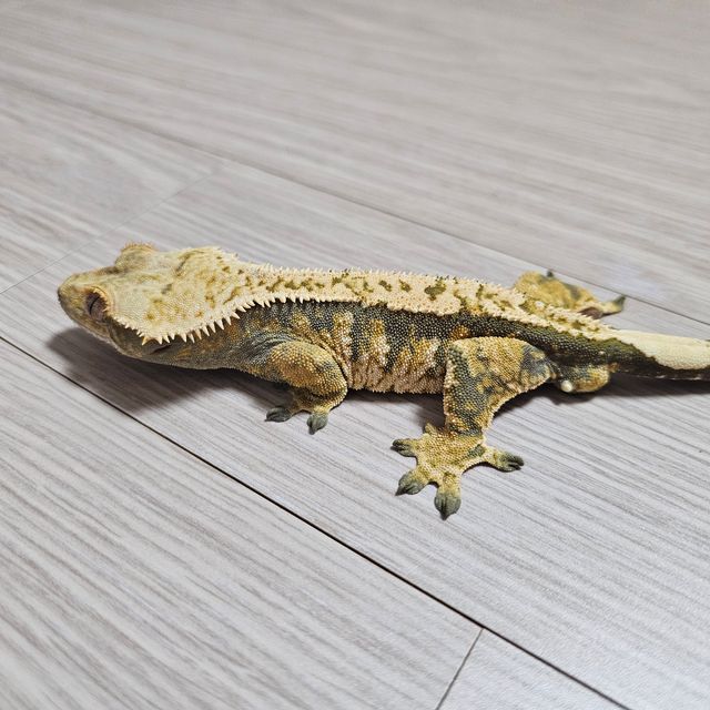 노멀 트라이