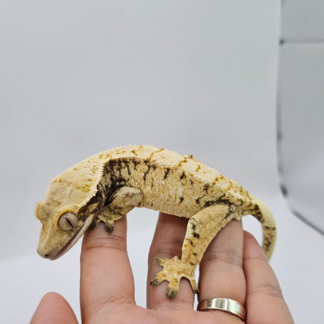 노멀 트라이 화이트스팟 드리피