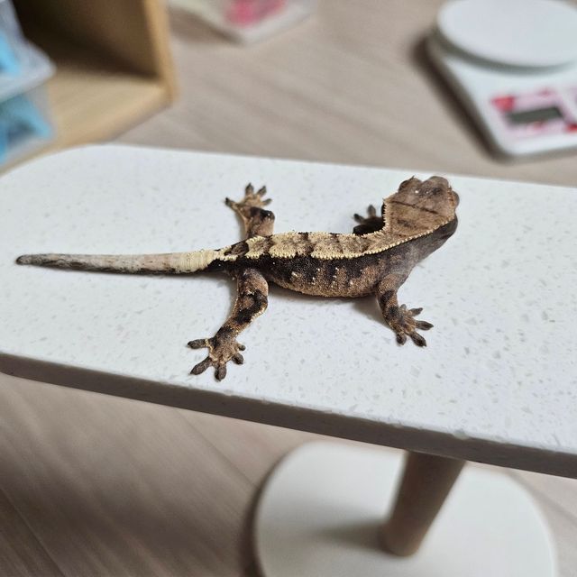 세이블