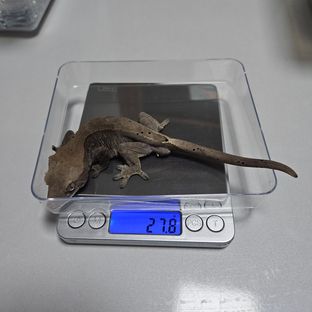 100%헷아잔틱 카푸치노