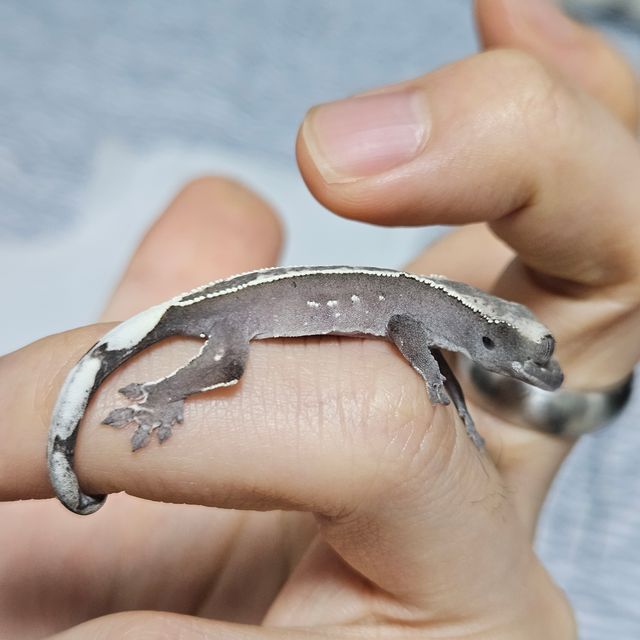 아잔틱 풀핀