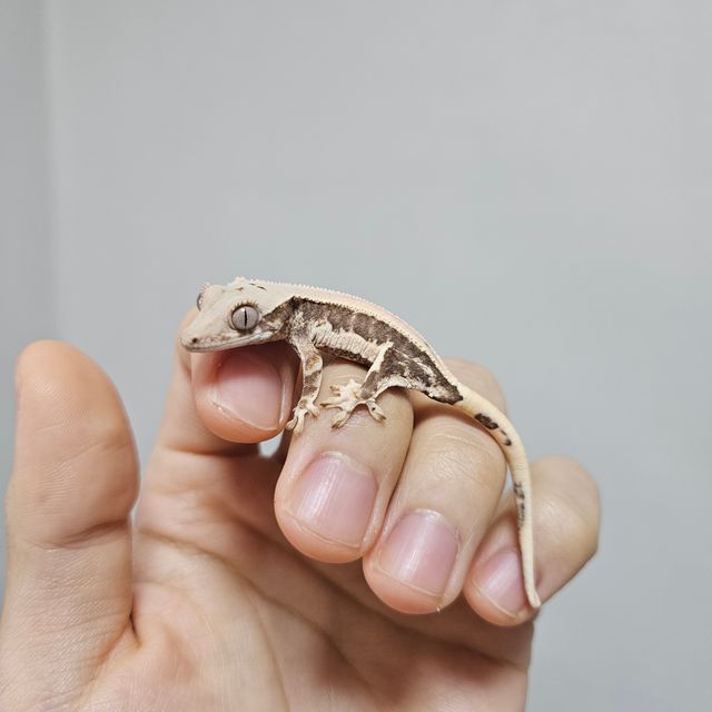 릴리100%헷아잔틱