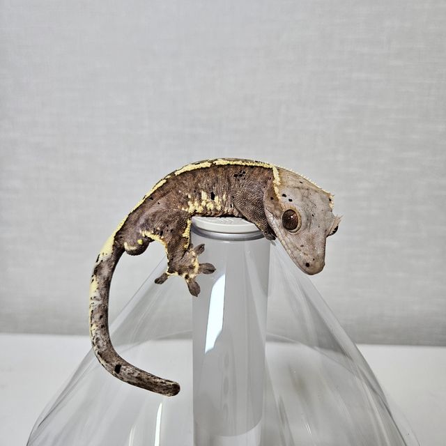 카푸치노 화이트핀