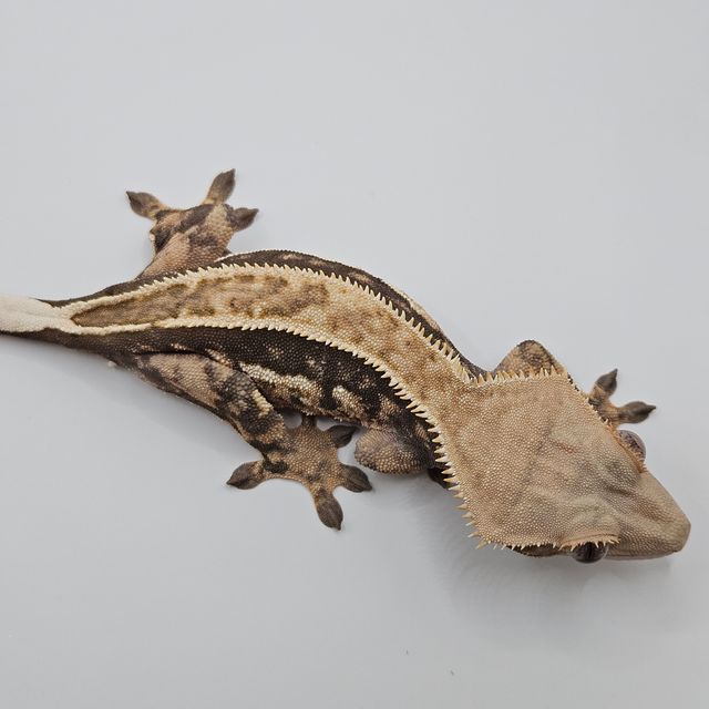 핀스트라이프 쿼드 화이트핀