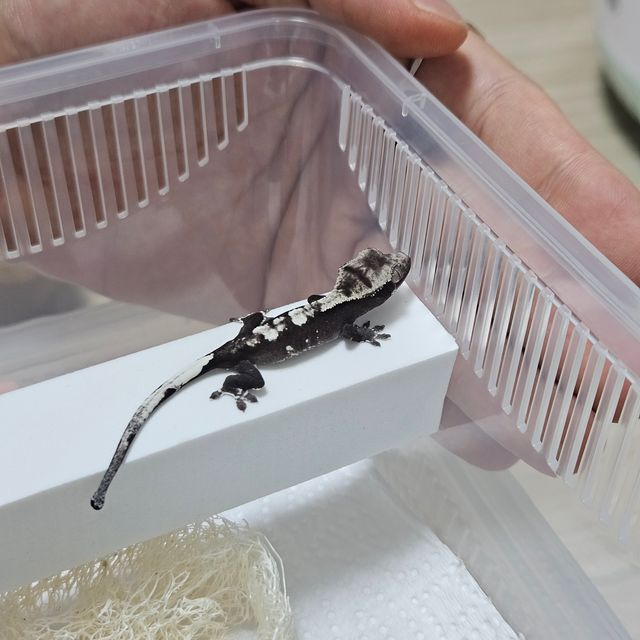 아잔틱
