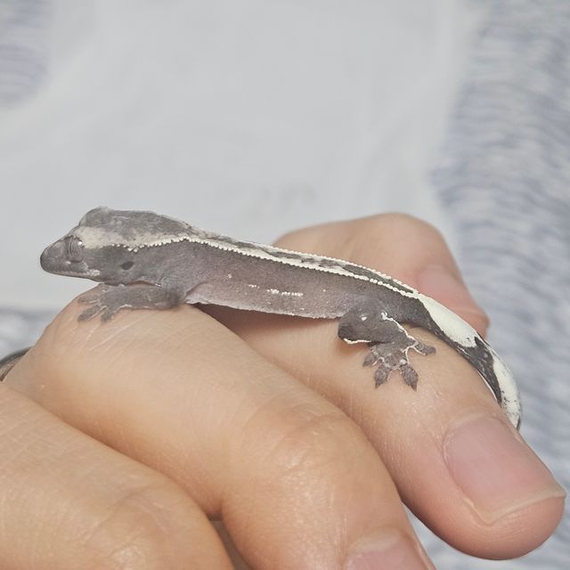 아잔틱 풀핀