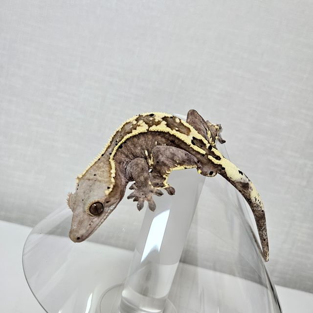 카푸치노 화이트핀