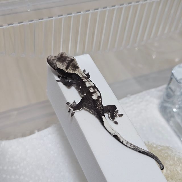 아잔틱