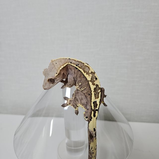카푸치노 화이트핀