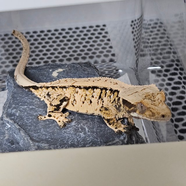 익스트림할리퀸 트라이