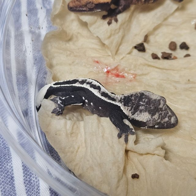아잔틱 풀핀