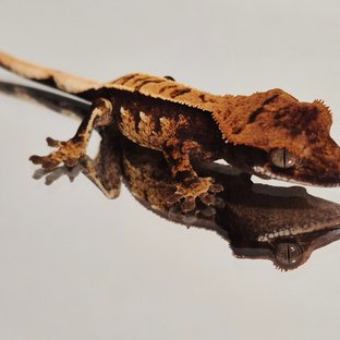 노멀 풀핀 쿼드