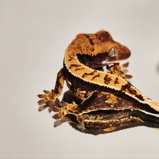 노멀 풀핀 쿼드