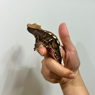 카푸치노