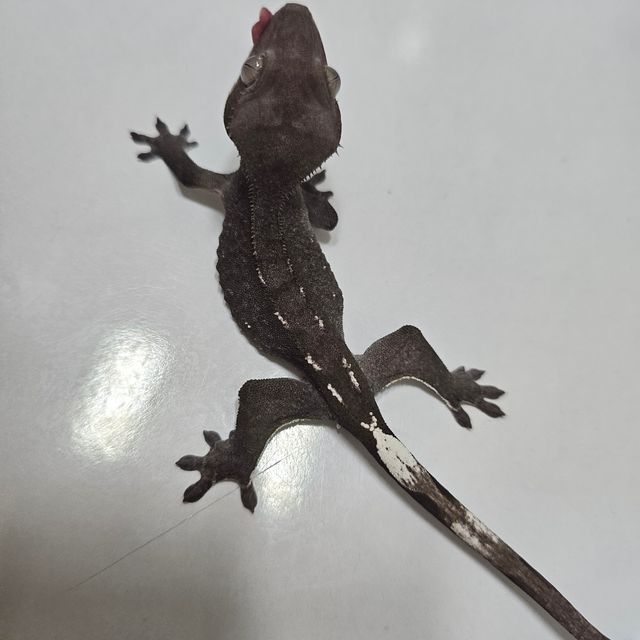 아잔틱