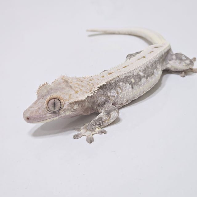 릴리100%헷아잔틱