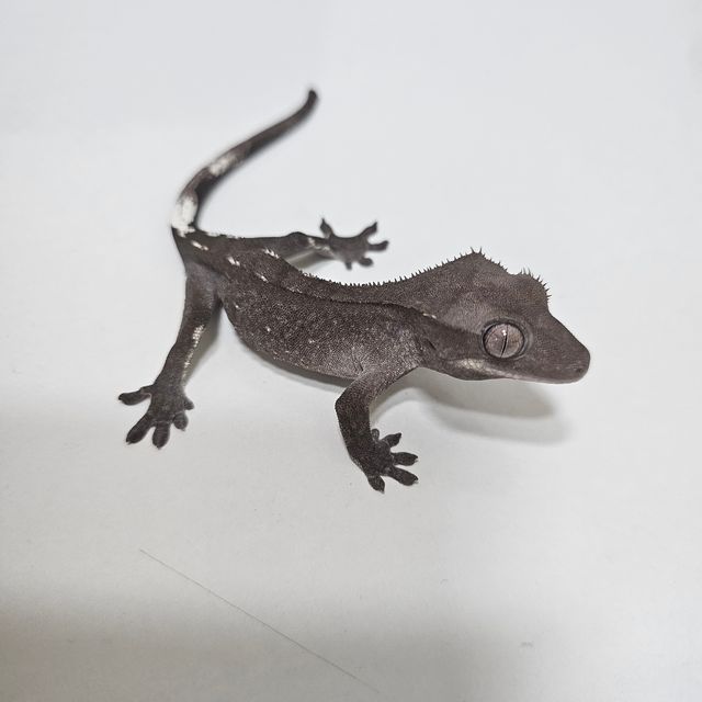 아잔틱