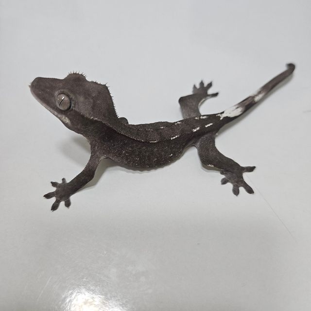 아잔틱