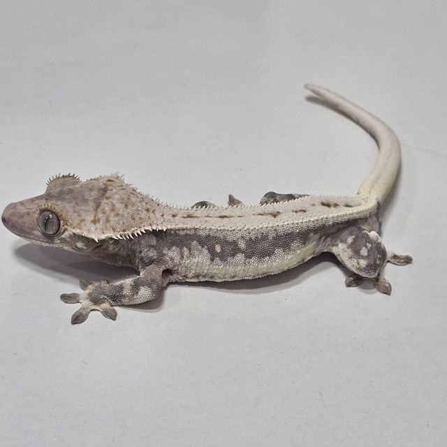 릴리100%헷아잔틱