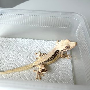 솔리드백 릴리화이트 풀핀 판다