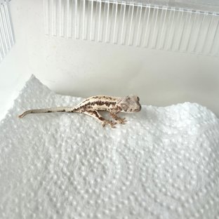 프라푸치노 풀핀 판다 화이트