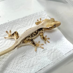 릴리화이트 솔리드백 블랙