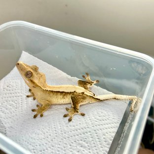 노멀 솔리드백 화이트스팟 드리피